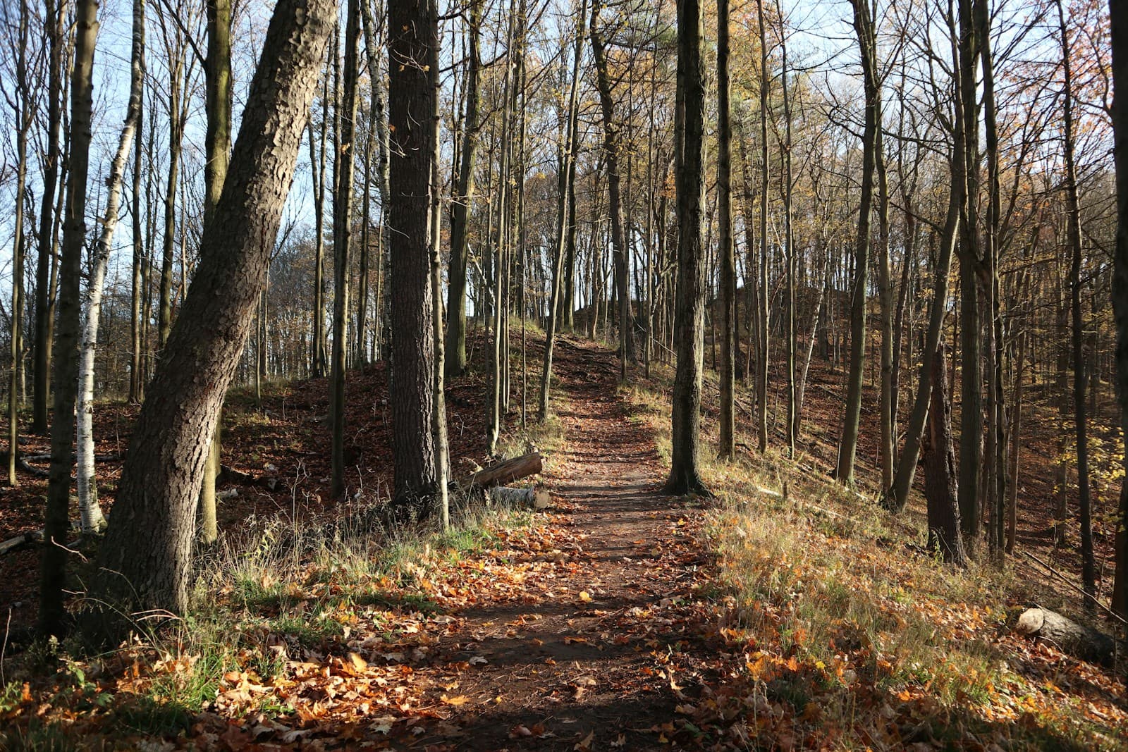 Forest hiking trail covered in autumn leaves