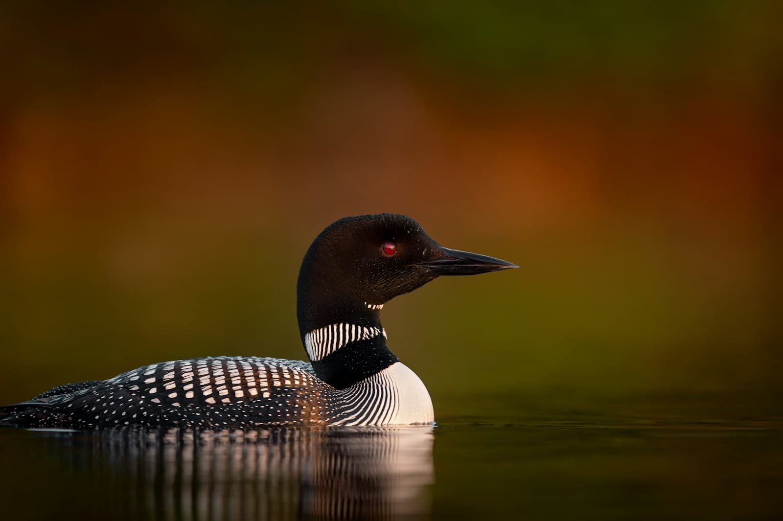Common loon swimming on a calm Ontario lake at sunset