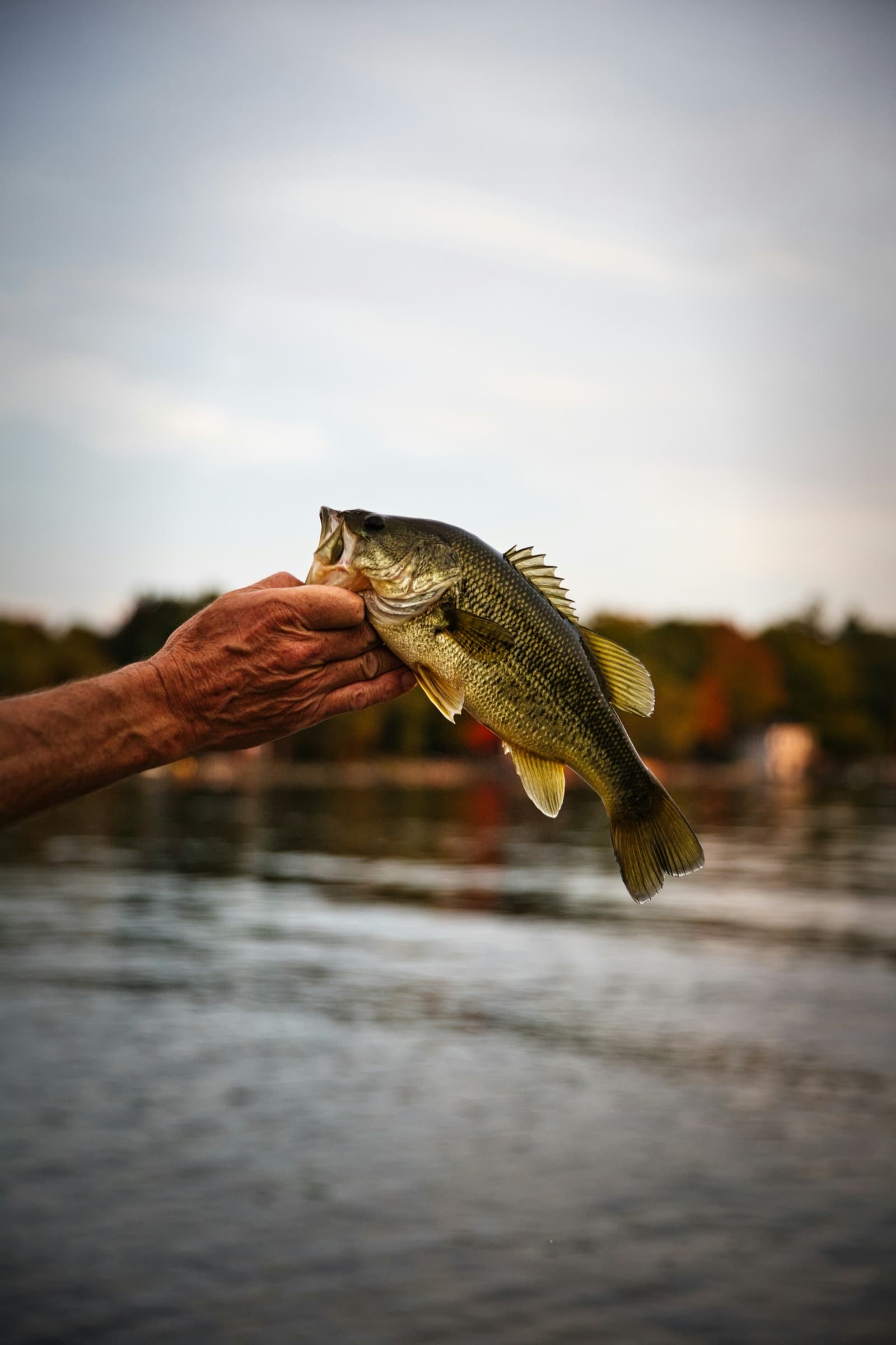 Largemouth Bass caught on Georgian Bay near Honey Harbour, Ontario
