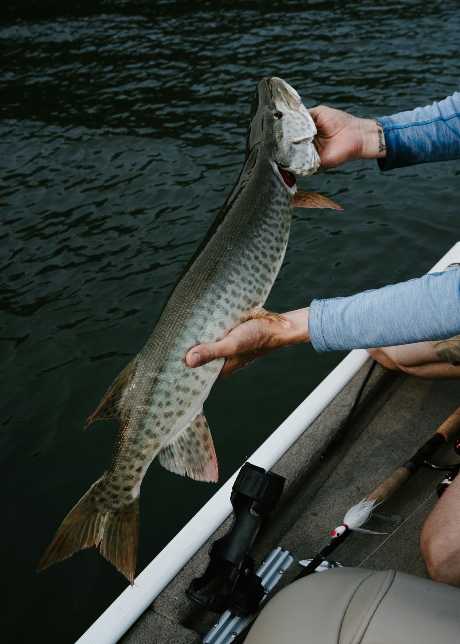Muskie caught on Georgian Bay near Honey Harbour, Ontario