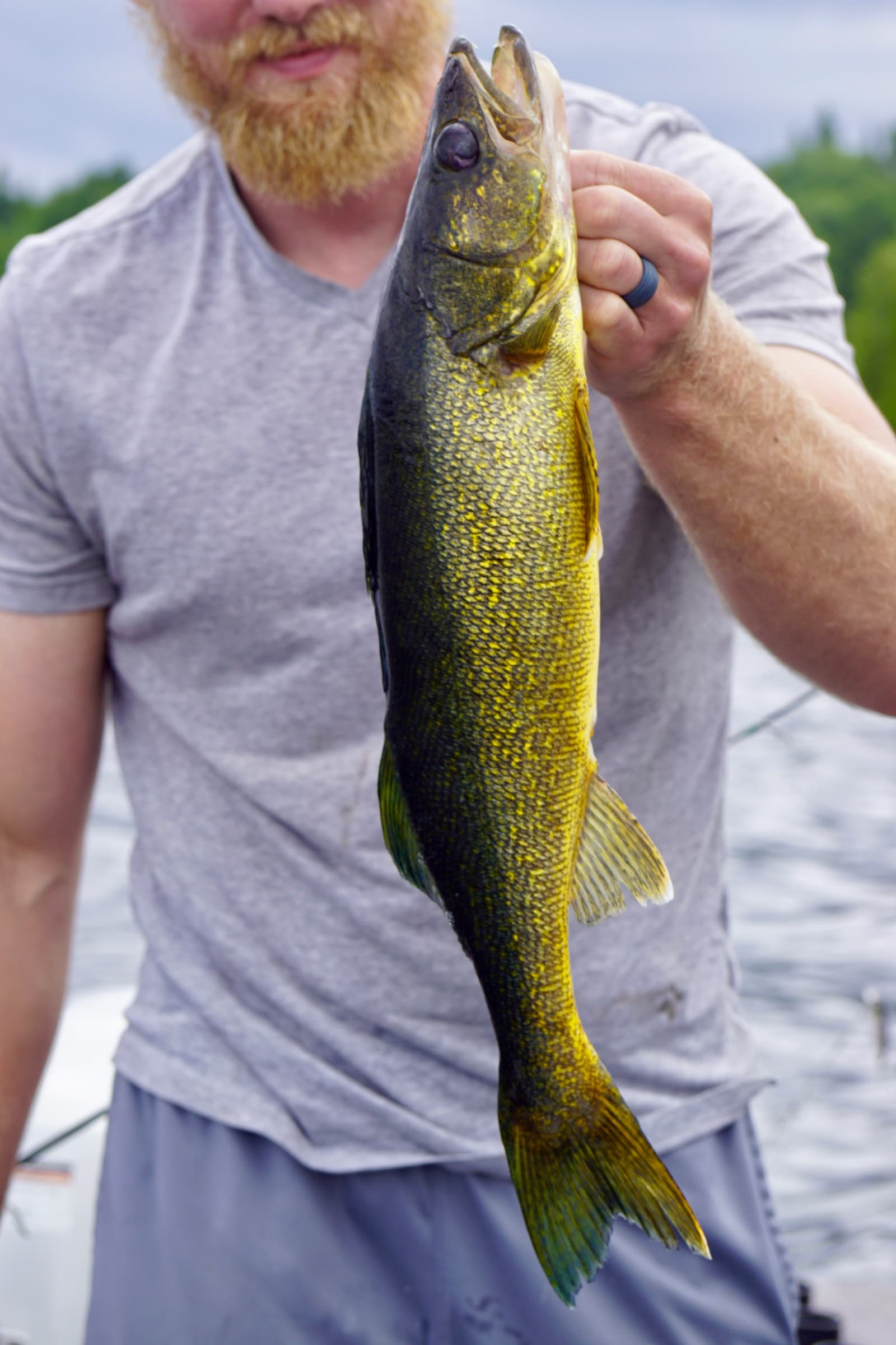 Walleye catch on Georgian Bay near Honey Harbour
